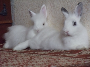 Продам двух карликовых кроликов (возраст 7 месяцев) - Изображение #1, Объявление #626467