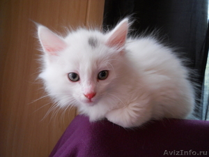 Очень красивые котята белые и камышовые в добрые руки  - Изображение #1, Объявление #656328