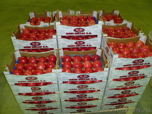 Оптовые поставки фруктов от Fruit Life Company - Изображение #5, Объявление #688943