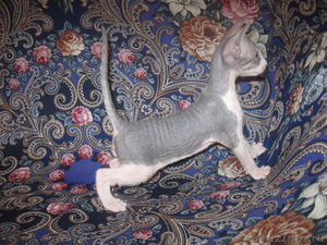 Продам котят донского сфинкса (котята сфинкса) - Изображение #1, Объявление #684796