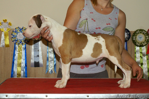 Подрощенные щенки американского стаффтерьера, возраст 3 мес, рыжие, палевые и бе - Изображение #6, Объявление #712340