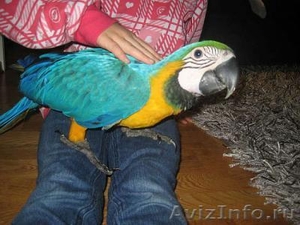 Главная подняли и очень доброжелательные синих и золотых попугаи ара. - Изображение #1, Объявление #763243