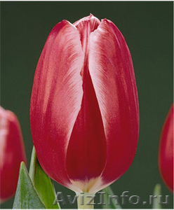 тюльпаны к  8 Марта - Изображение #1, Объявление #800915