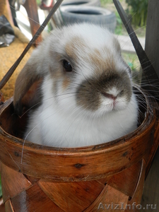 Кролик вислоухий карликовый - Изображение #1, Объявление #936943