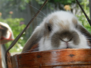 Кролик вислоухий карликовый - Изображение #2, Объявление #936943