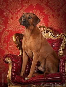 Родезийский риджбек, потрясающая собака! - Изображение #5, Объявление #990170