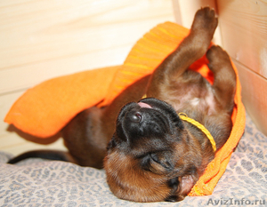 Родезийский риджбек, потрясающая собака! - Изображение #8, Объявление #990170