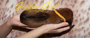 Родезийский риджбек, потрясающая собака! - Изображение #7, Объявление #990170