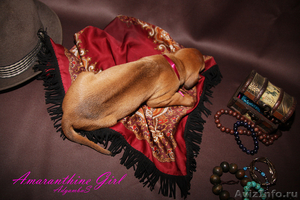 Родезийский риджбек, потрясающая собака! - Изображение #3, Объявление #990170