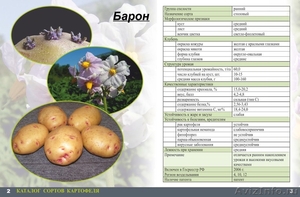 Семенной картофель в Екатеринбурге 1-ой репродукции высокого качества! - Изображение #2, Объявление #1234210