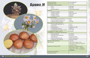 Семенной картофель в Екатеринбурге 1-ой репродукции высокого качества! - Изображение #3, Объявление #1234210