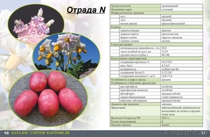 Семенной картофель в Екатеринбурге 1-ой репродукции высокого качества! - Изображение #5, Объявление #1234210
