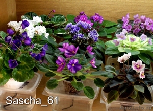 Комнатные цветы: фиалки, глоксинии, пеларгонии - Изображение #6, Объявление #945201