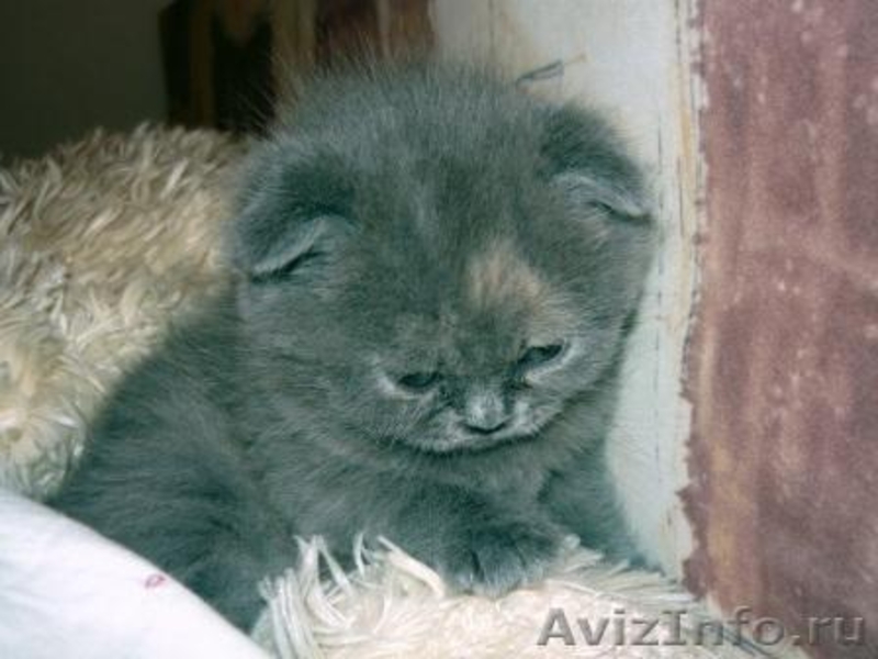 Продаются котята скоттиш фол и скоттиш страйт. - Изображение #2, Объявление #275530