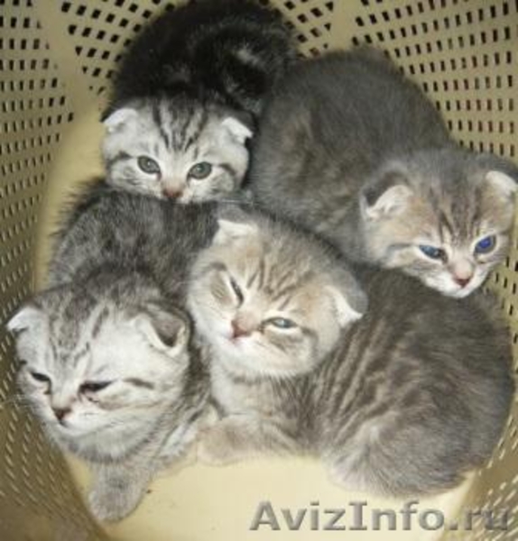Продаются британские и вислоухие котята - Изображение #1, Объявление #275531