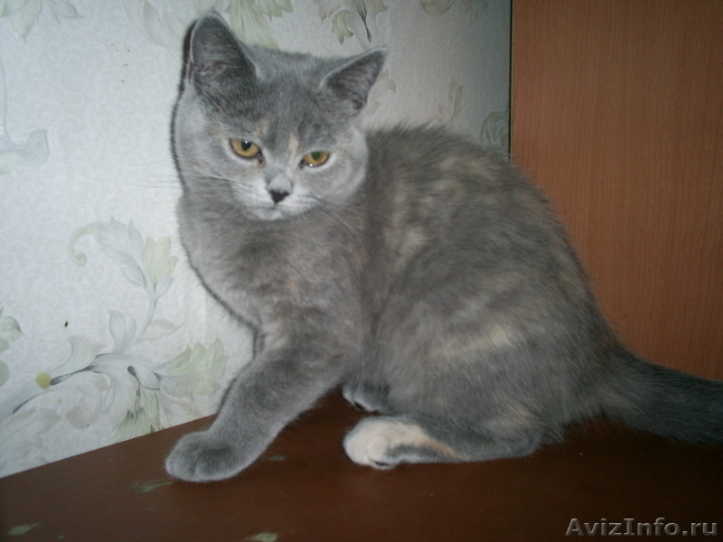 Британские котята   от элитных родителей - Изображение #2, Объявление #314093