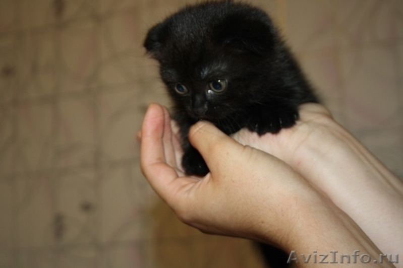 Продам плюшевых шотландских вислоухих котят - Изображение #1, Объявление #344321